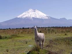 chimborazo